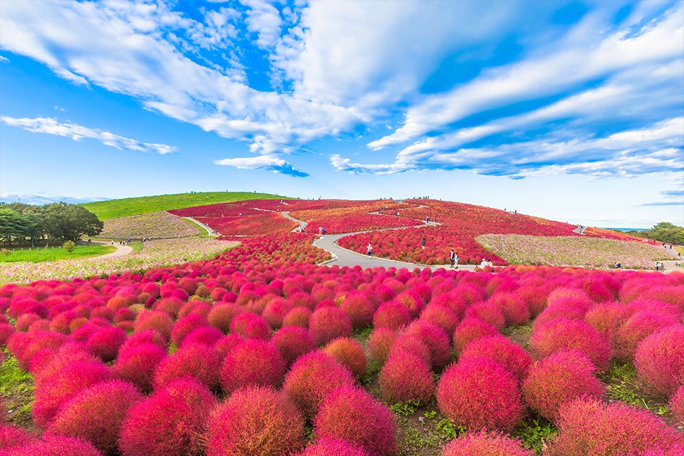 Cỏ Kochia Công viên Oishi