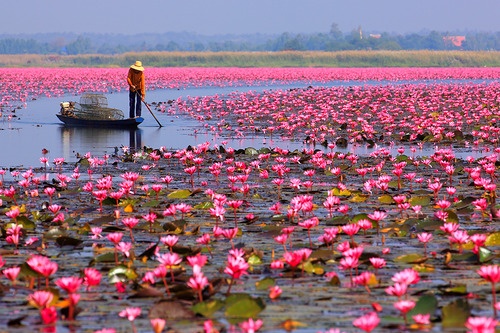 đồng tháp