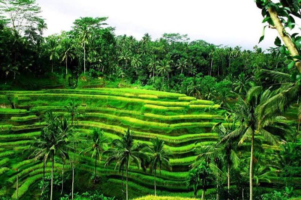 Ruộng bậc thang Tegalalang Bali