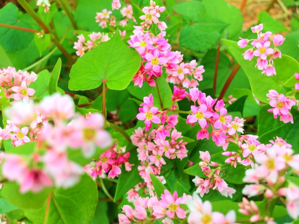 Cột cờ Lũng Cú Hà Giang