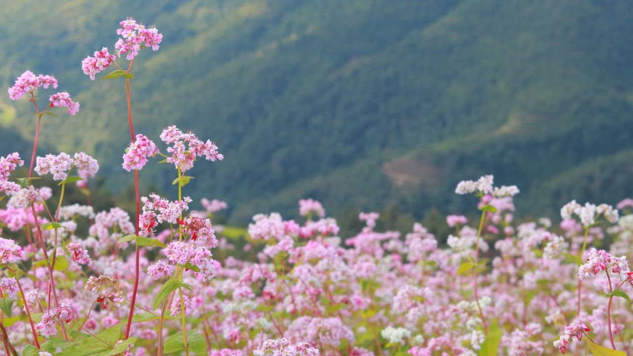 Phong cảnh cao nguyên đá Hà Giang