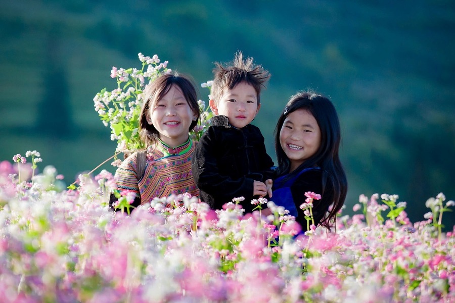 Cánh đồng hoa tam giác mạch Hà Giang