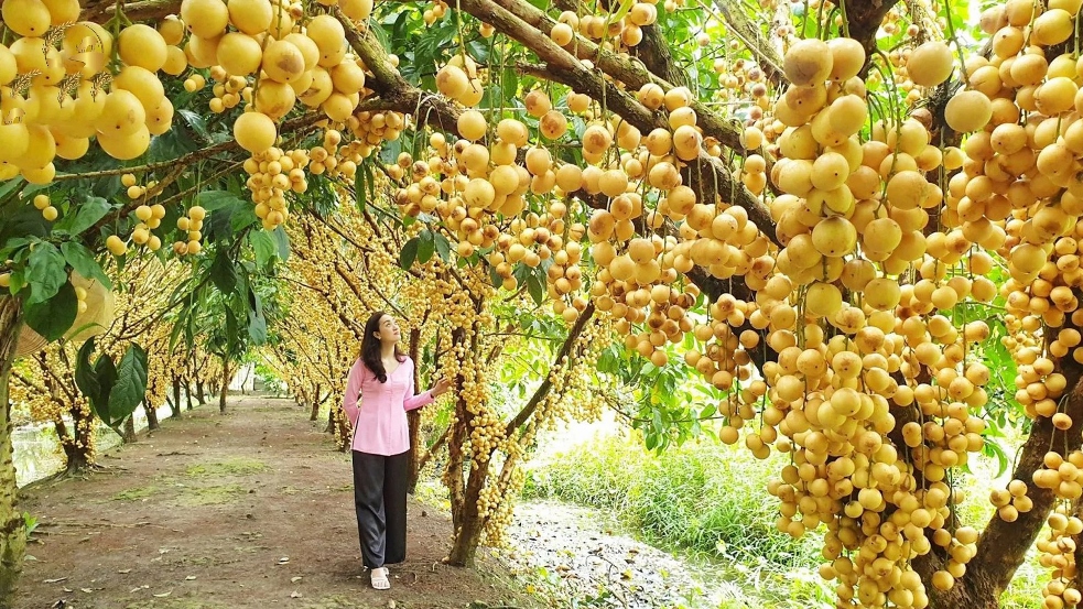 Cù Lao Tân Phong