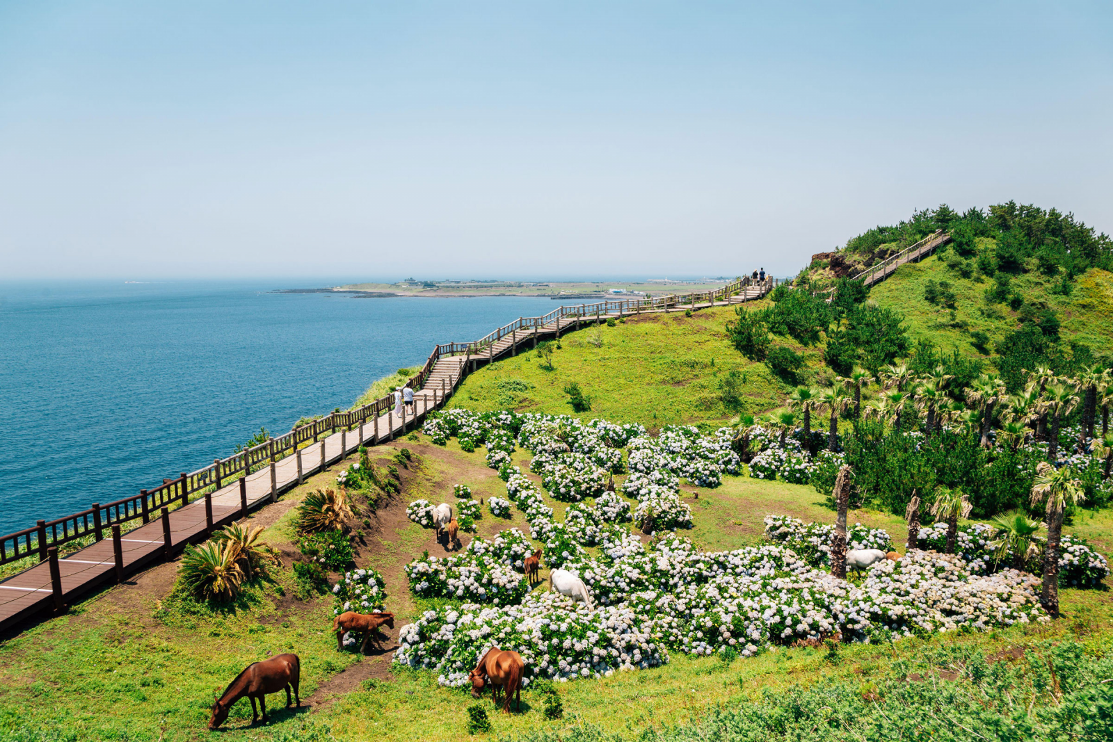 Đảo Jeju